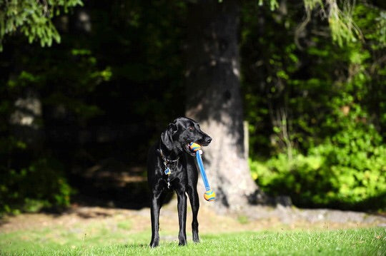 En sort hund med en Chuckit Ultra Duo Tug (2 bolde m/ snor imellem) Medium frisbee i munden.