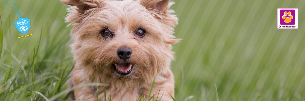 Hundefoder til små og store hunde