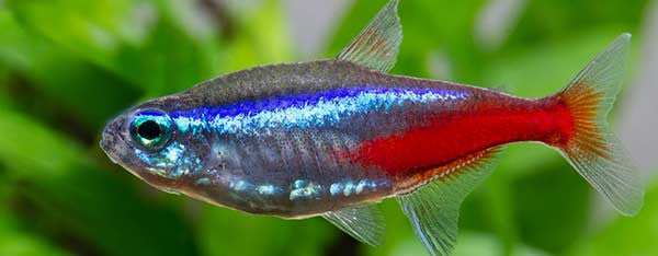 Pasningsvejledning for Neon Tetra - Paracheirodon innesi