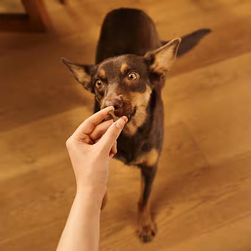 Hundegodbidder Soft med Vagtel fra Carnilove - Korn- & Glutenfri
