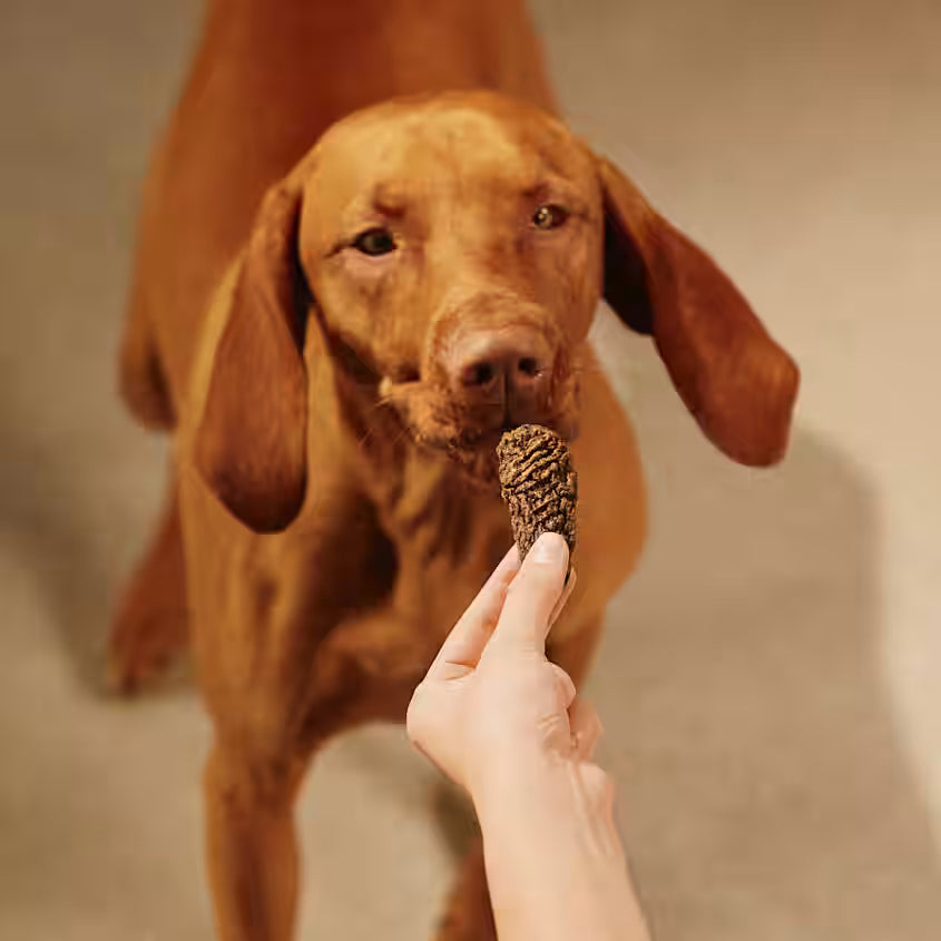Hundegodbidder Jerky med Okse fra Carnilove - Korn- & Glutenfri