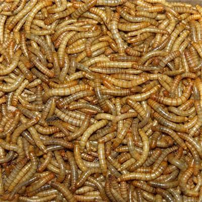 Tørrede melorme 500g, til reptiler, fugle, samt smådyr m.fl.