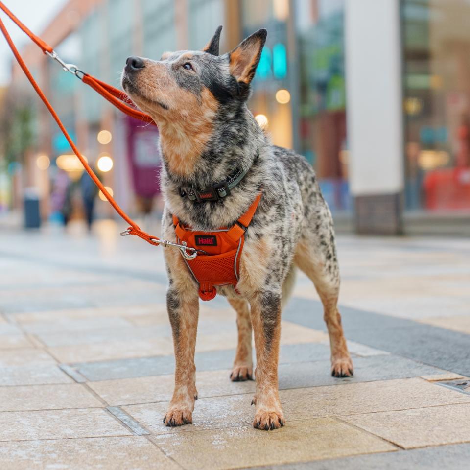 NO-PULL Harness, træningssele til hunde der trækker - farve orange