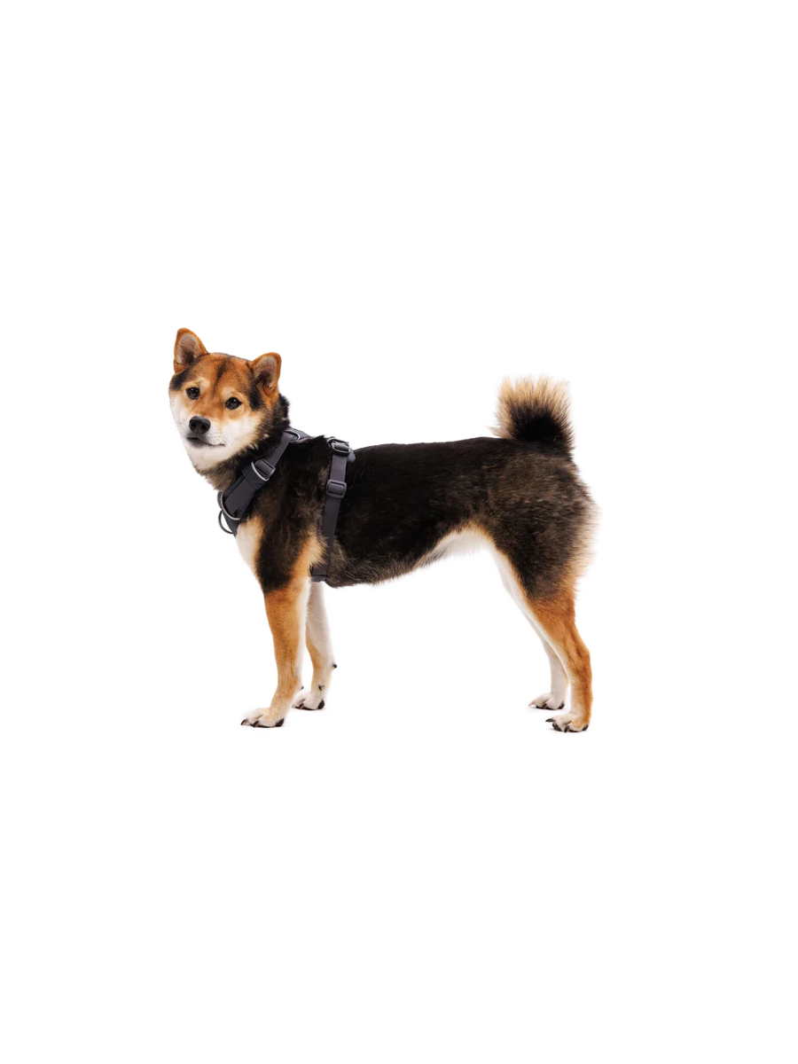 Front Range® Harness fra Ruffwear on dog Basalt Gray