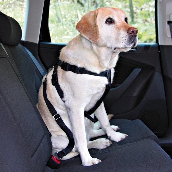 Sikkerhedssele til din hund