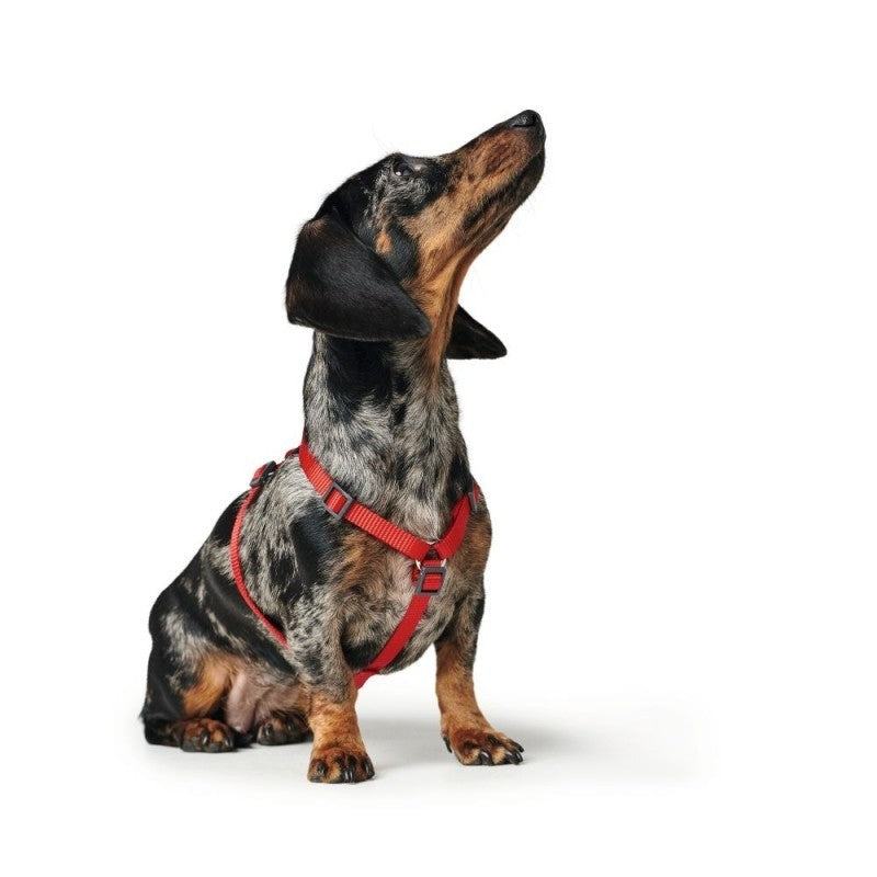 En jægerklædt gravhund.
